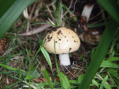 [A nearly all-white mushroom with dirt on its cap grows in the grass under a tree.]